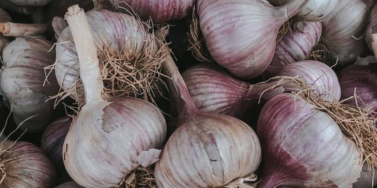 Czosnek na odporność – naturalny antybiotyk czy kolejny żywieniowy mit?
